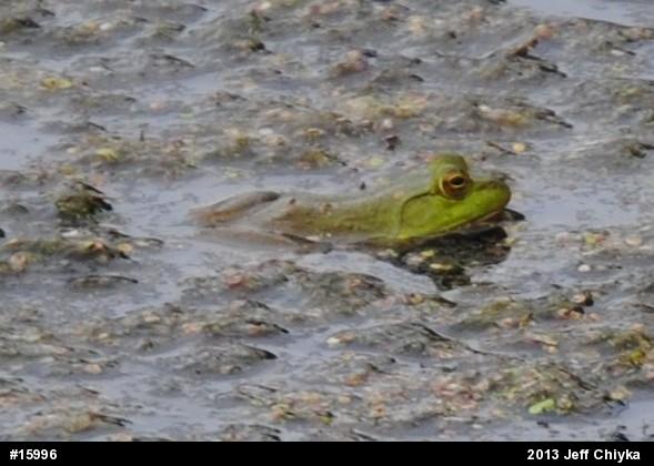 American Bullfrog