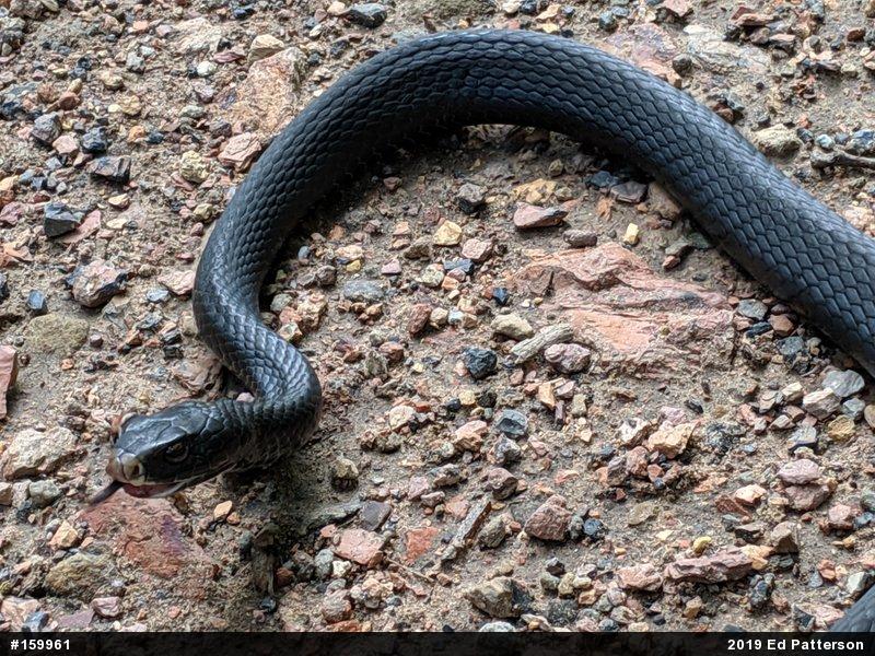 Northern Black Racer