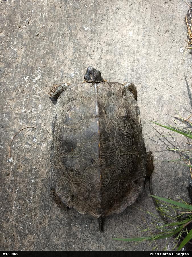Wood Turtle