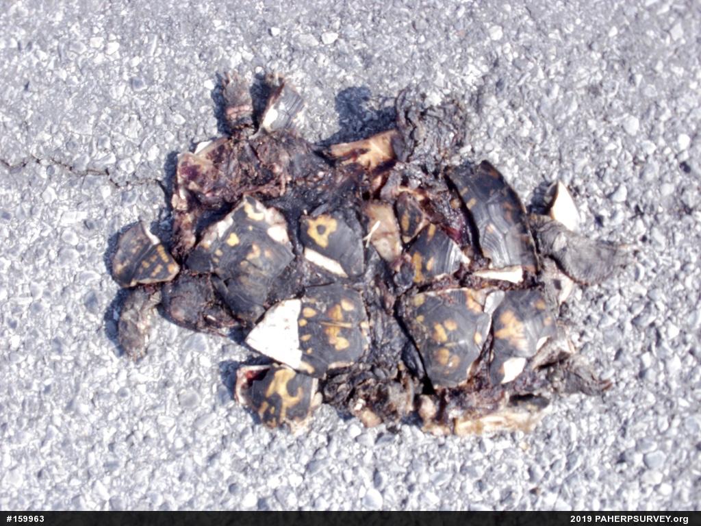 Eastern Box Turtle