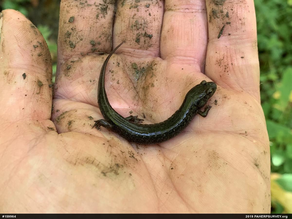 Northern Dusky Salamander