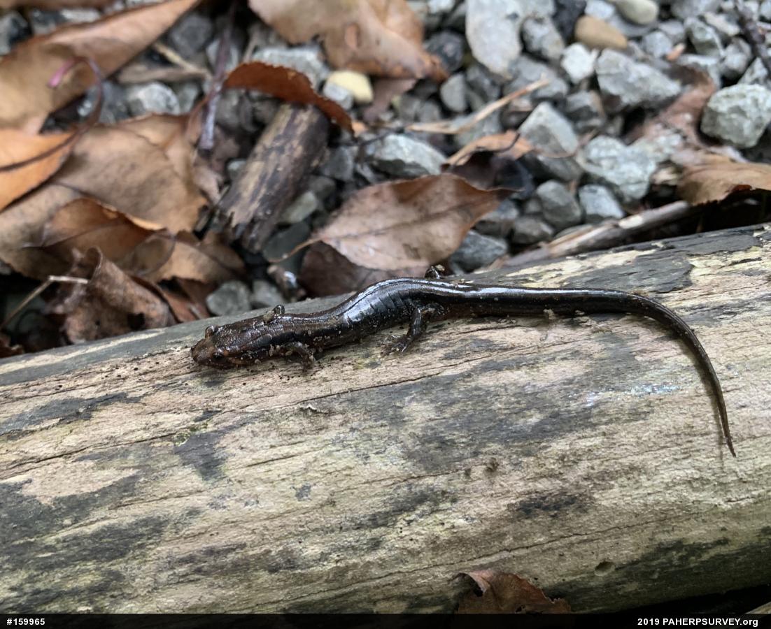 Allegheny Mountain Dusky Salamander