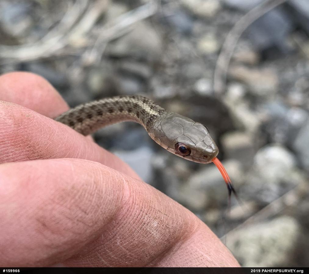 Eastern Gartersnake