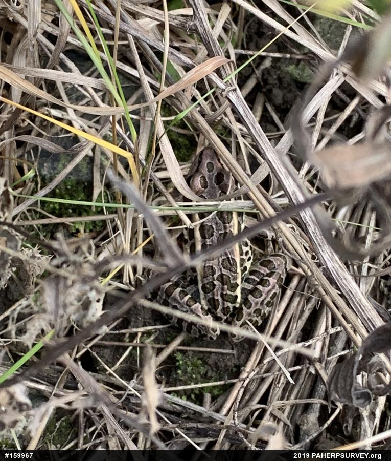Pickerel Frog