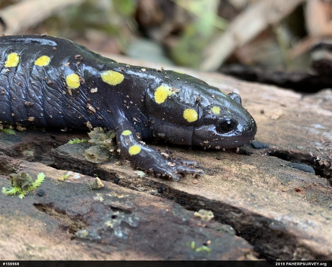 Spotted Salamander
