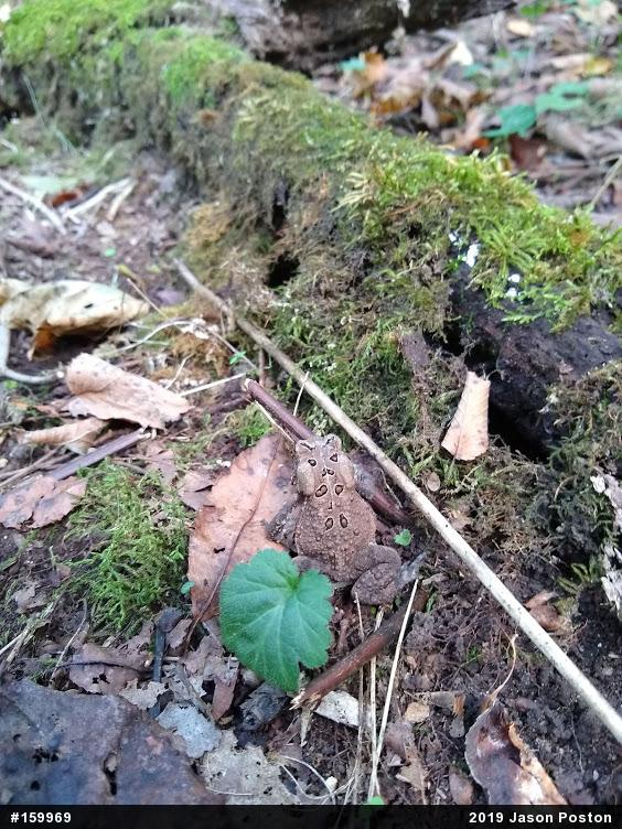 Eastern American Toad