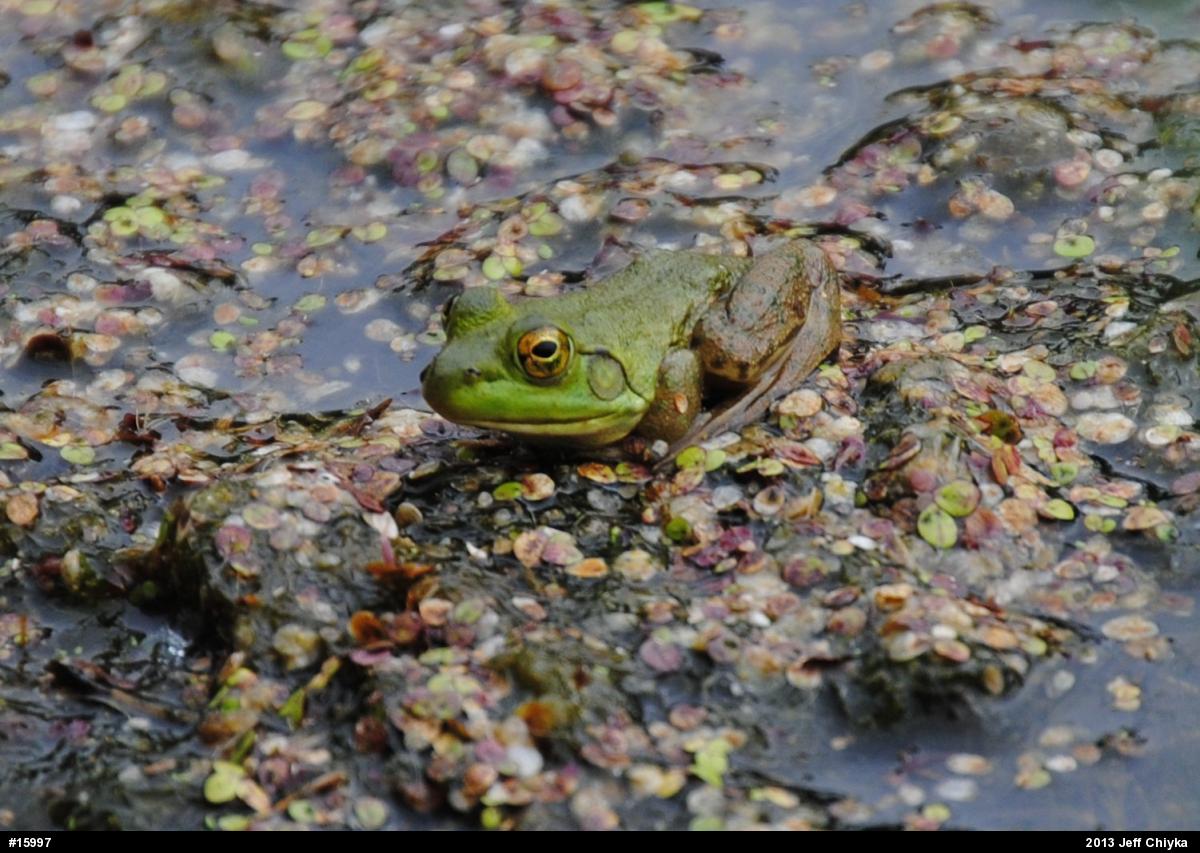 American Bullfrog