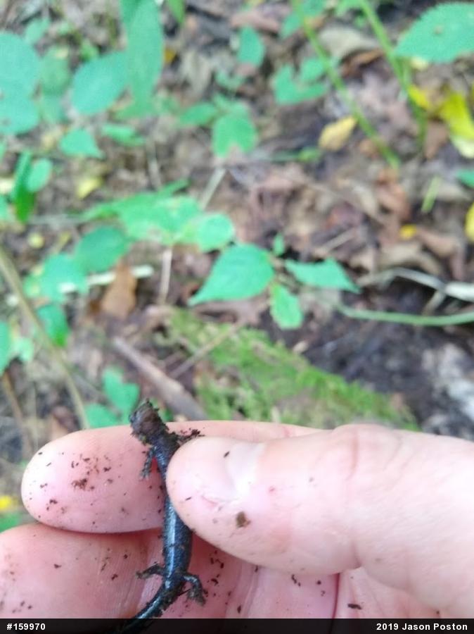 Northern Ravine Salamander