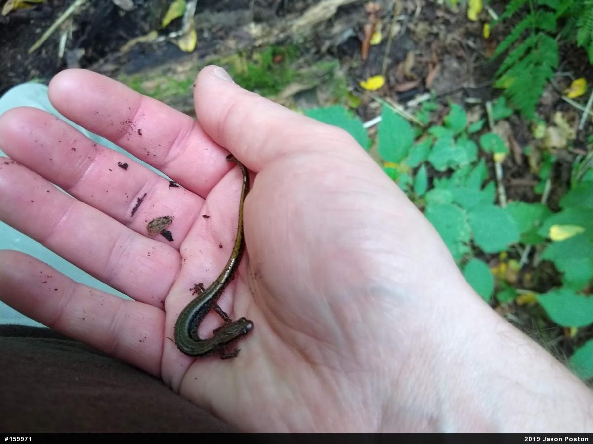 Northern Two-lined Salamander