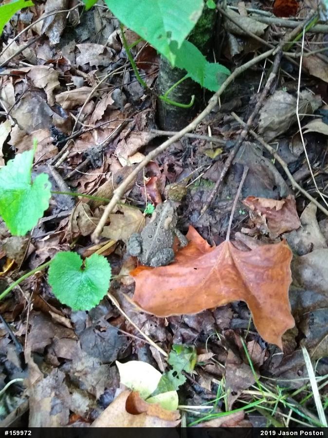 Eastern American Toad