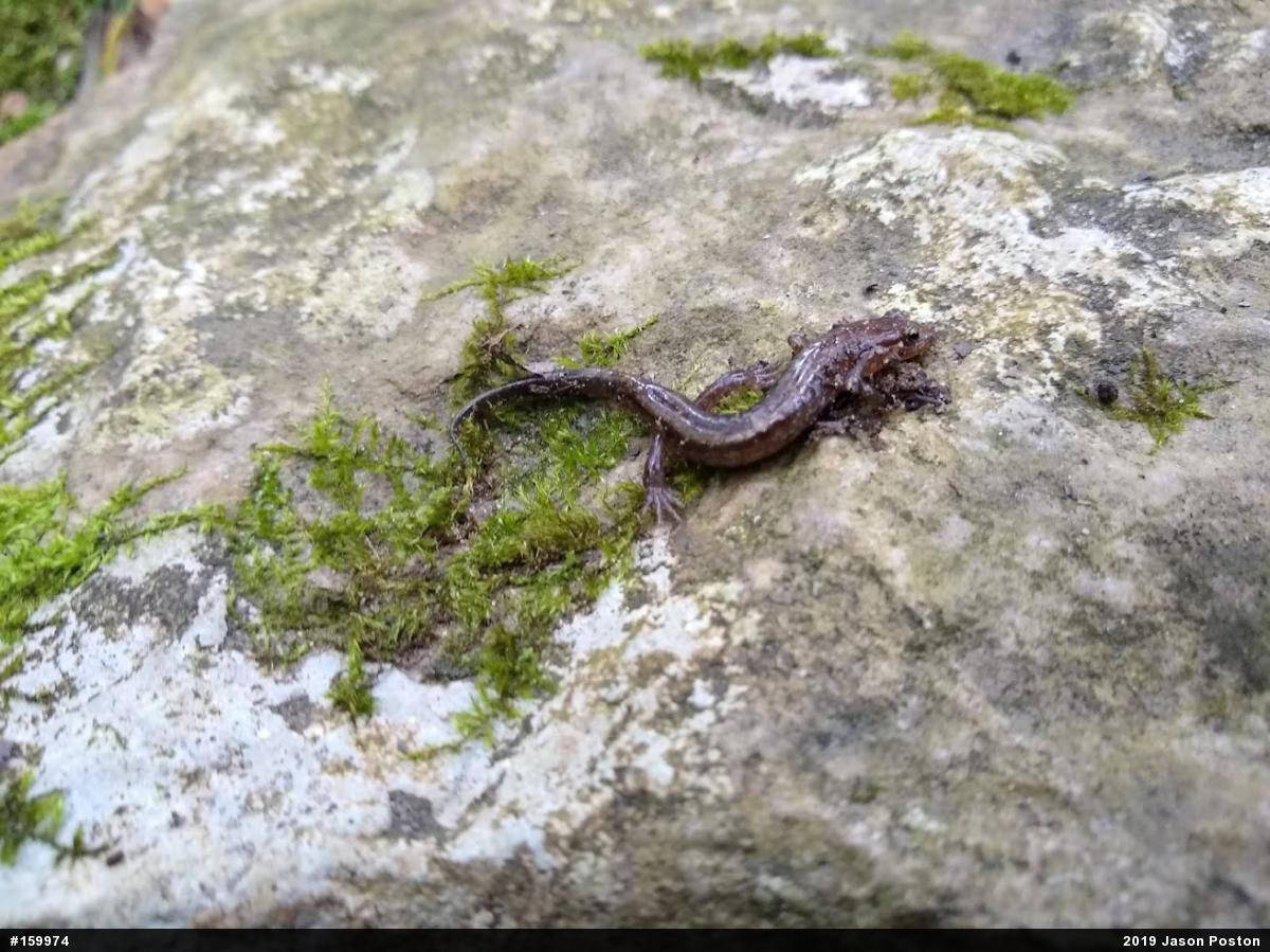 Allegheny Mountain Dusky Salamander