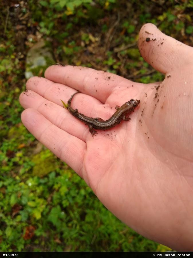 Allegheny Mountain Dusky Salamander