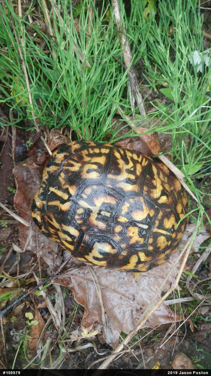 Eastern Box Turtle
