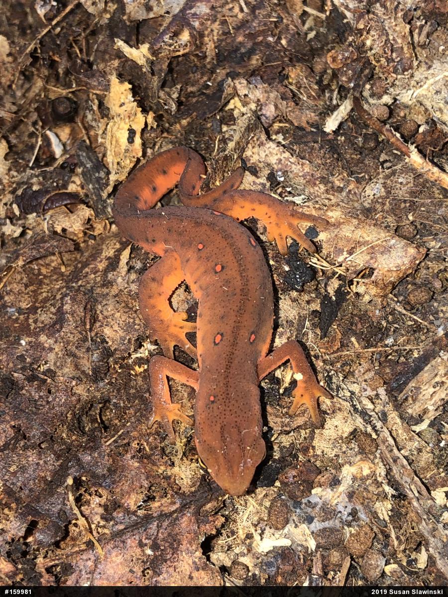 Red-spotted Newt