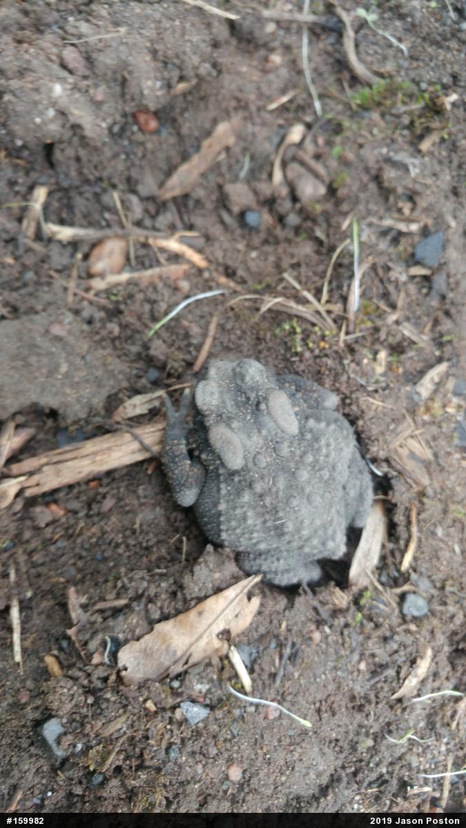 Eastern American Toad
