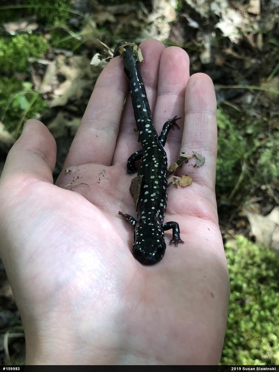Northern Slimy Salamander