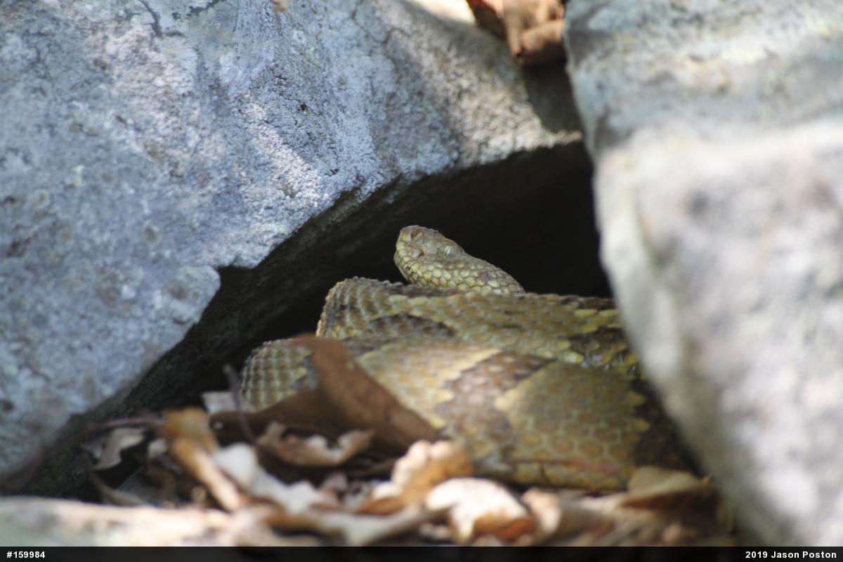 Timber Rattlesnake