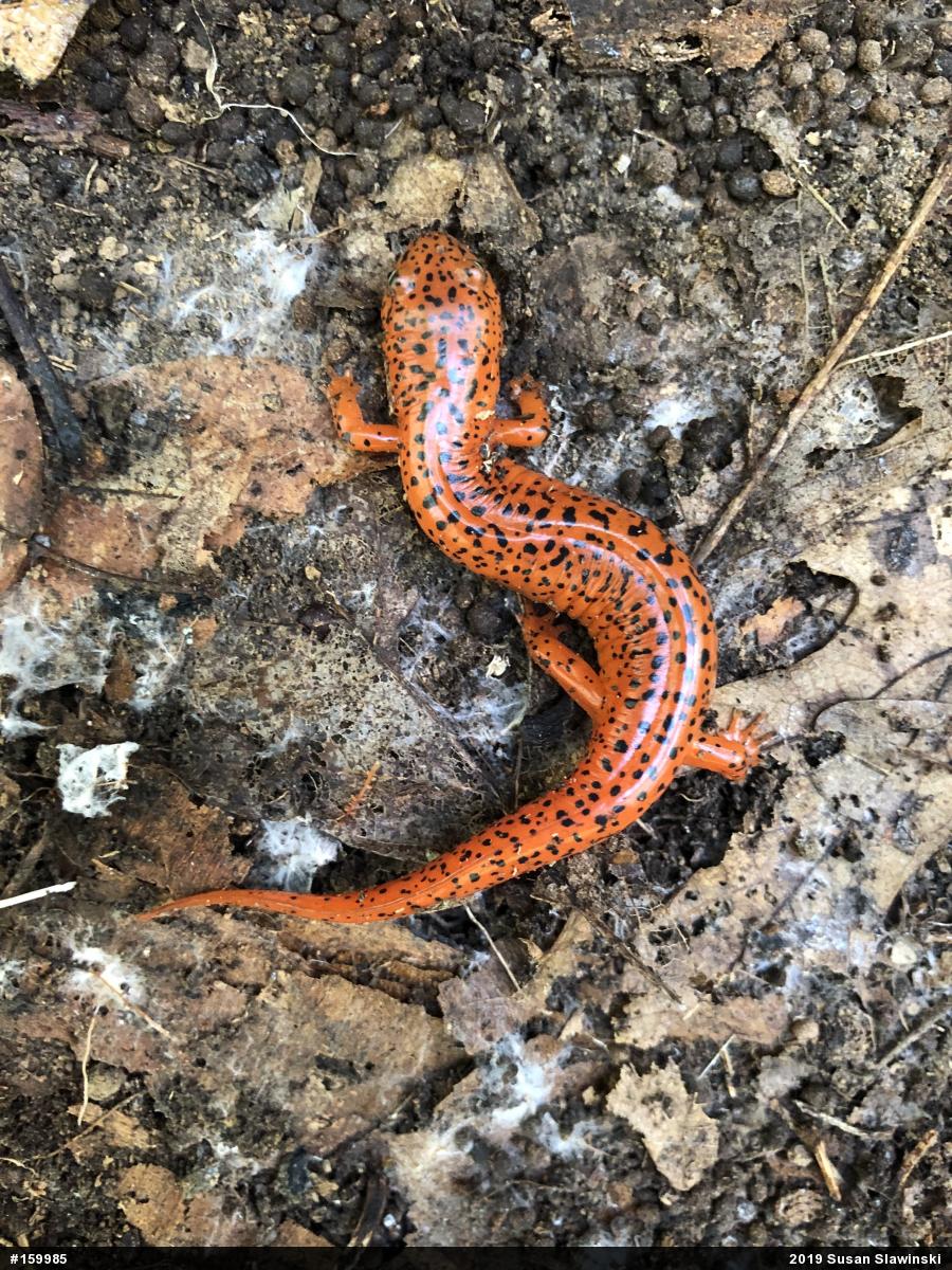 Northern Red Salamander