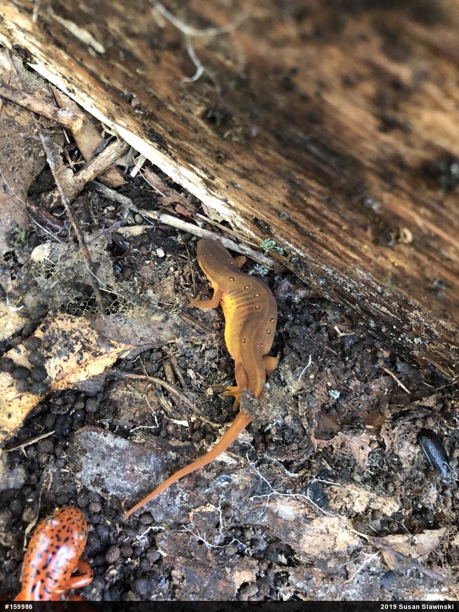 Red-spotted Newt