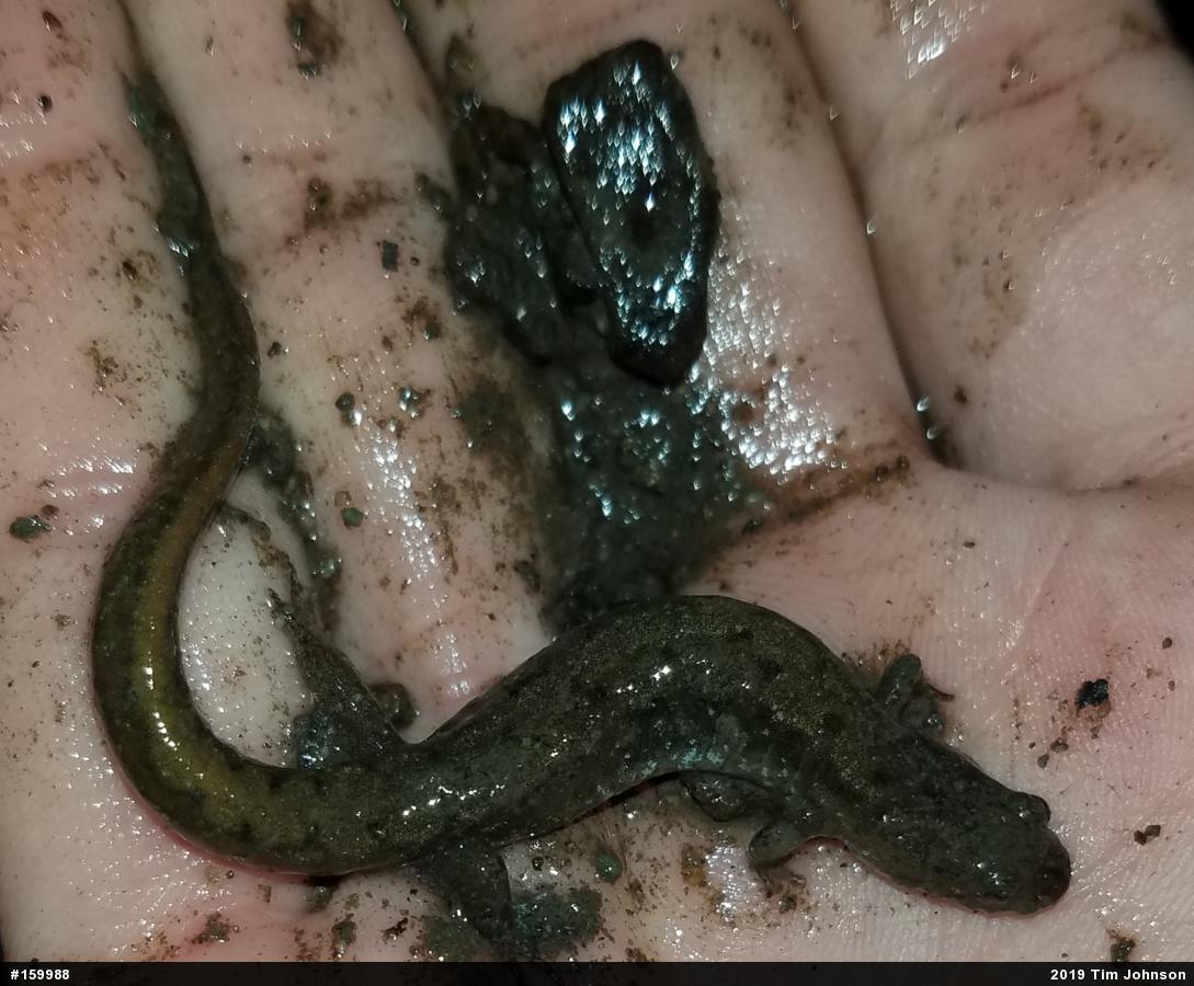 Northern Dusky Salamander