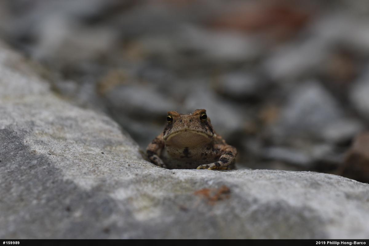 Eastern American Toad