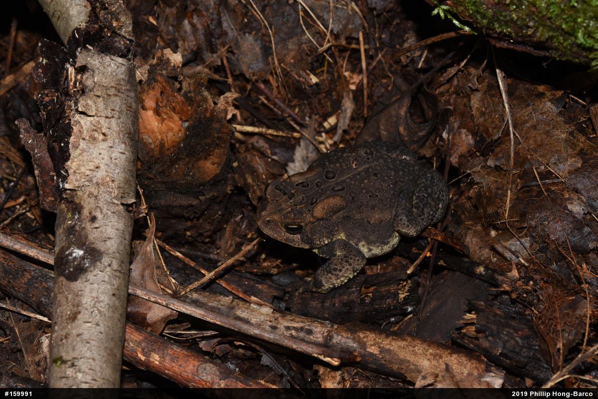 Eastern American Toad