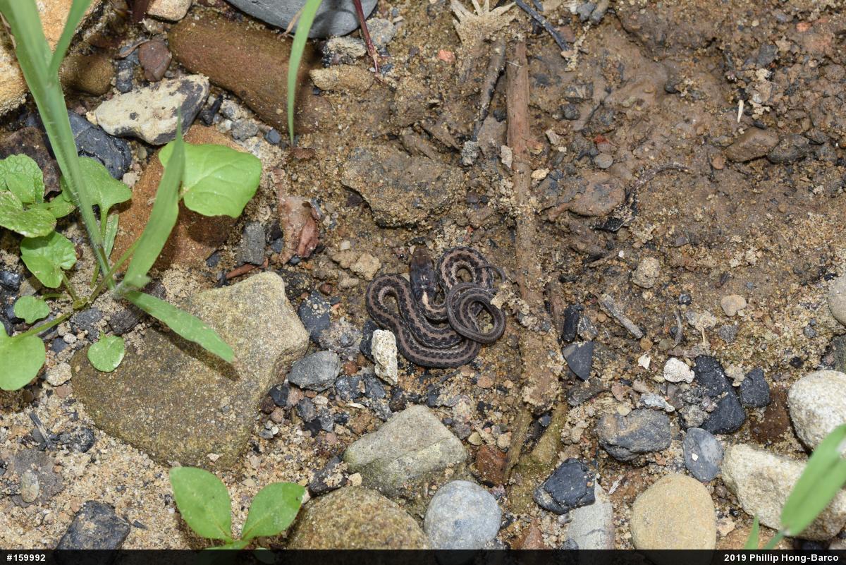 Eastern Gartersnake