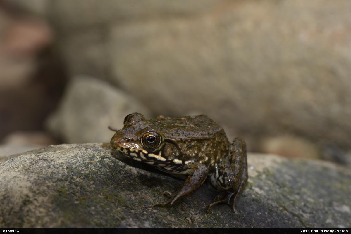 Green Frog