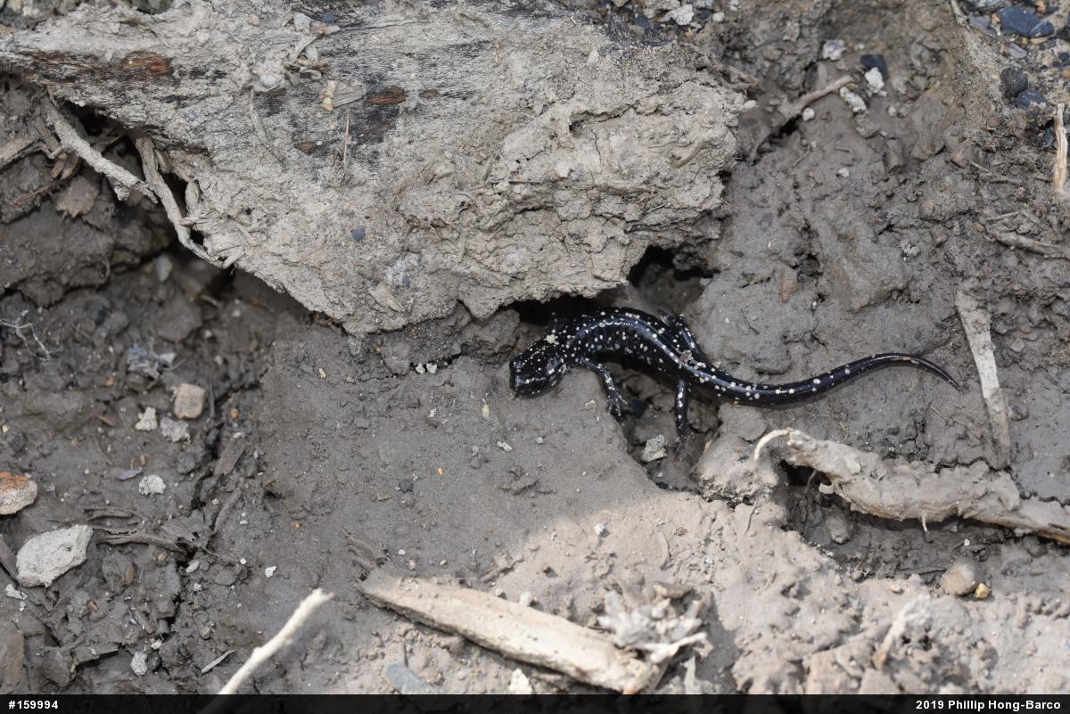 Northern Slimy Salamander