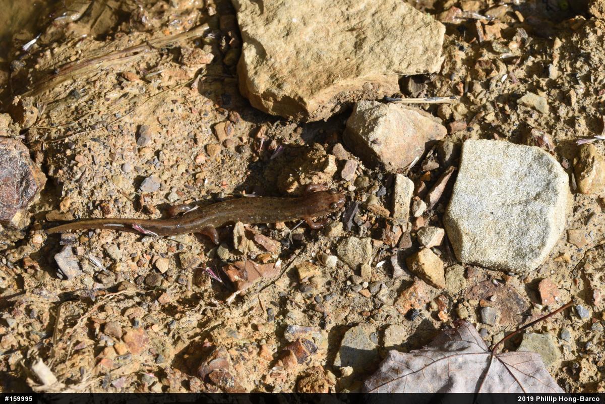Northern Dusky Salamander
