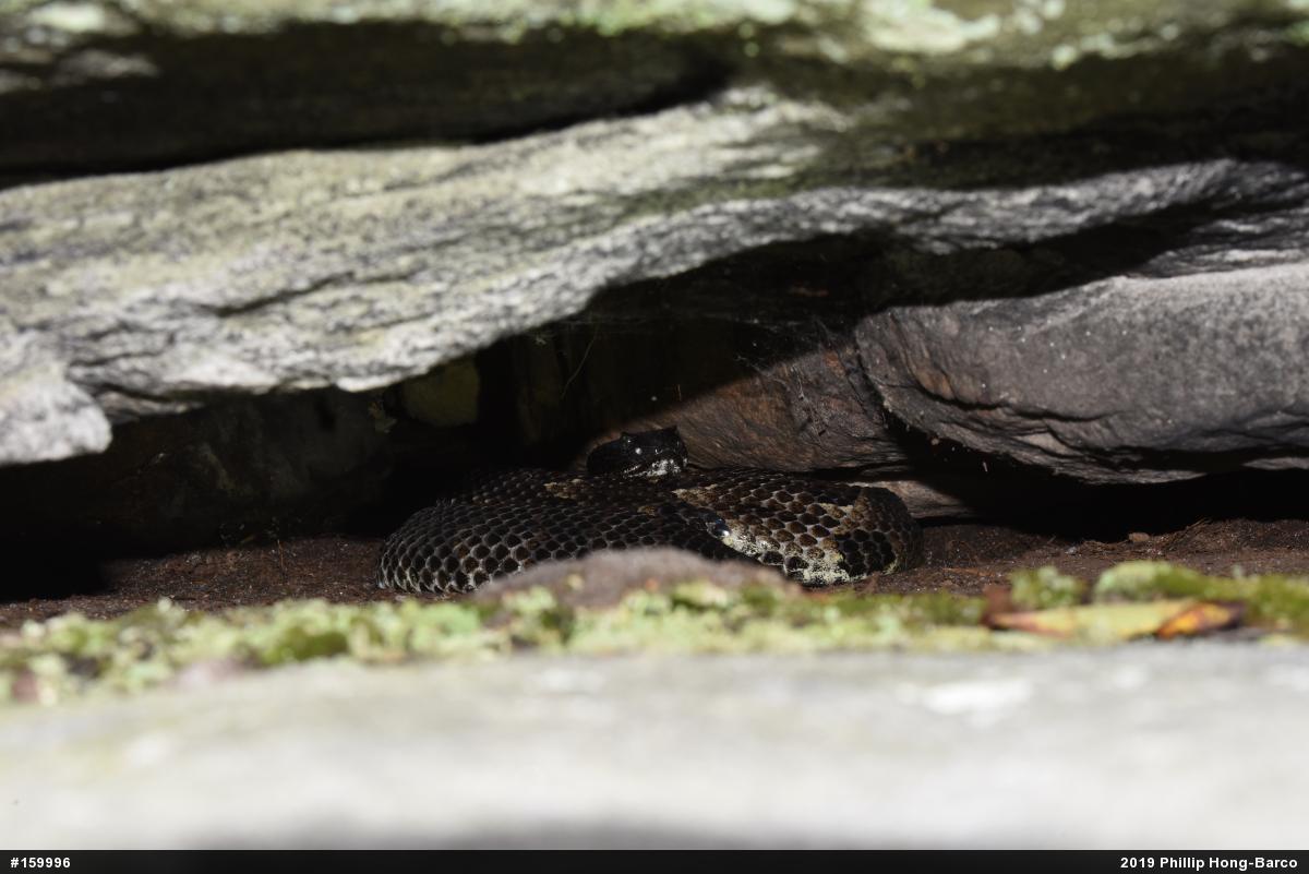 Timber Rattlesnake