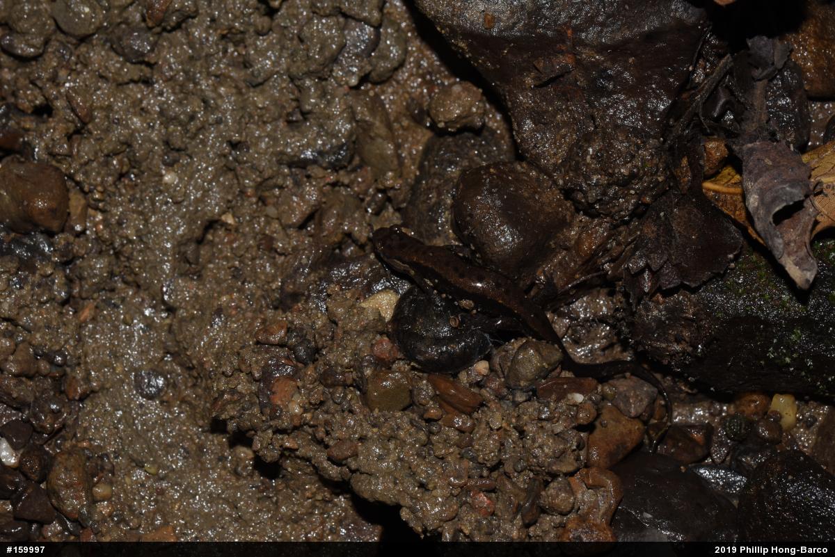 Allegheny Mountain Dusky Salamander