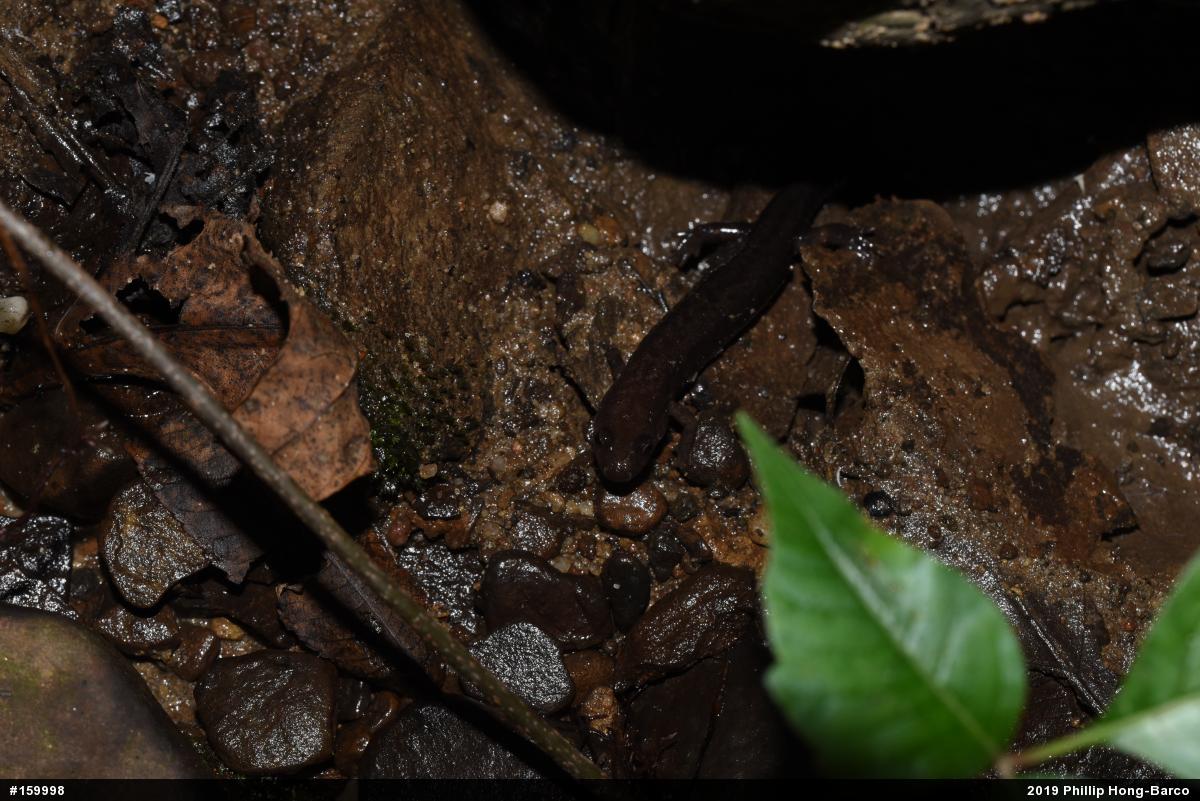 Allegheny Mountain Dusky Salamander