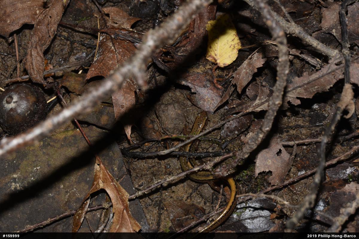 Northern Two-lined Salamander