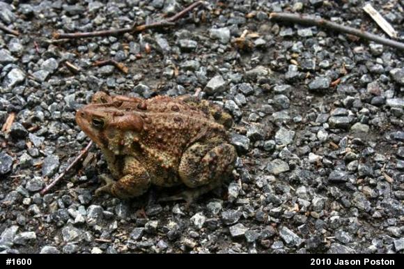 Eastern American Toad