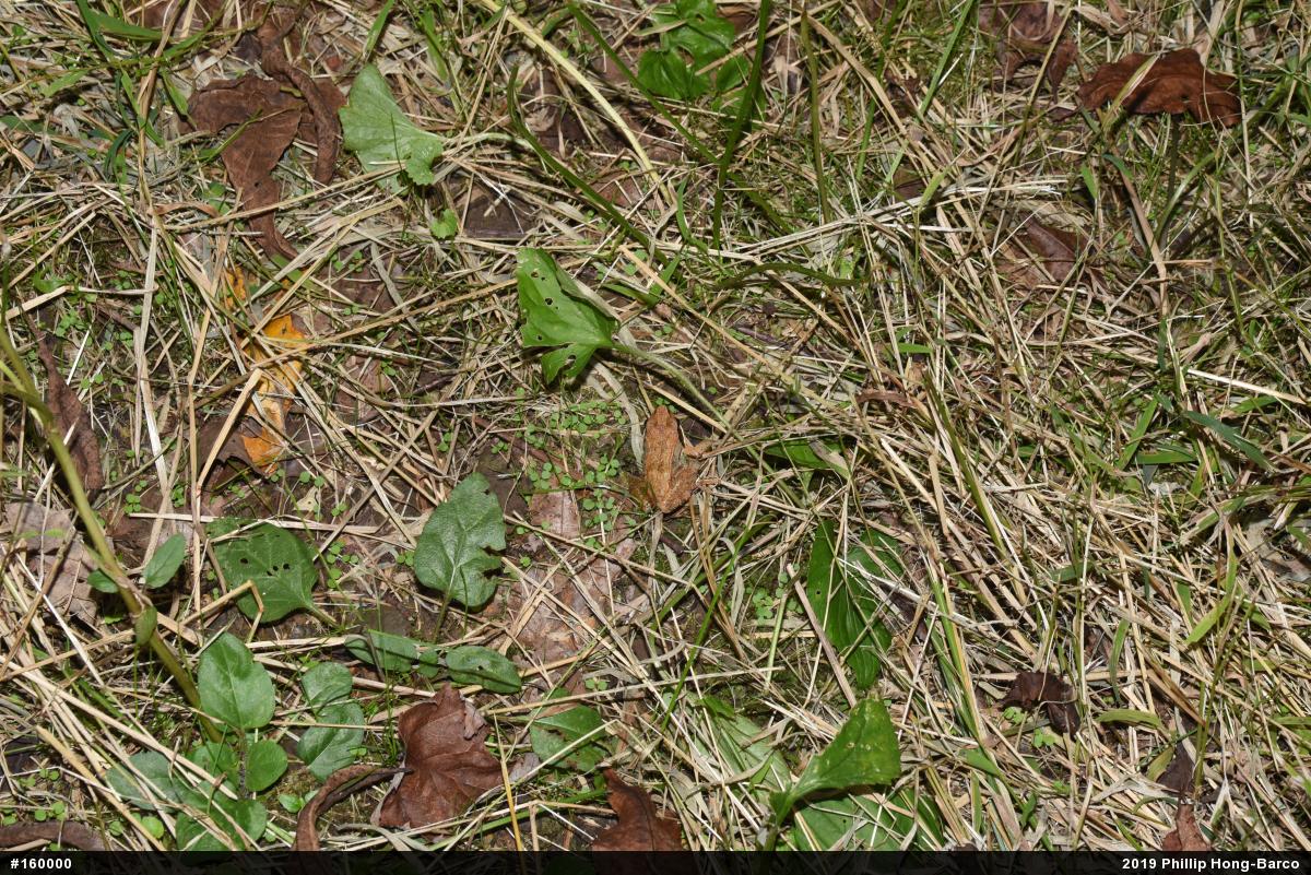 Wood Frog