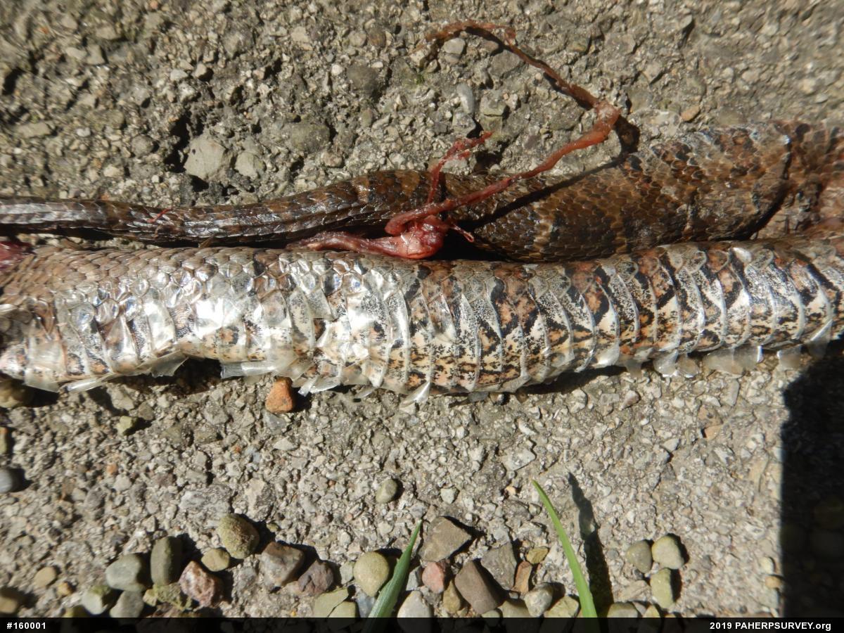 Northern Watersnake