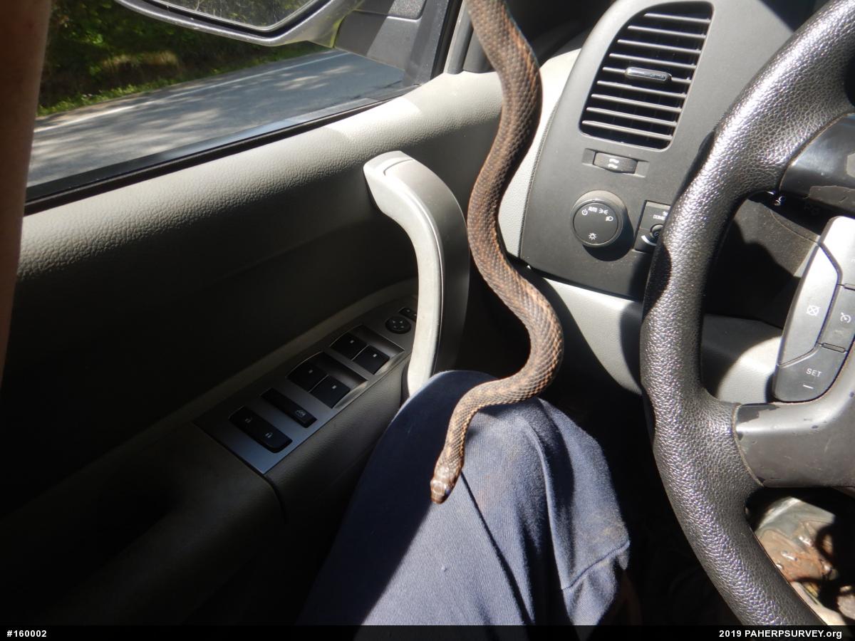 Eastern Gartersnake