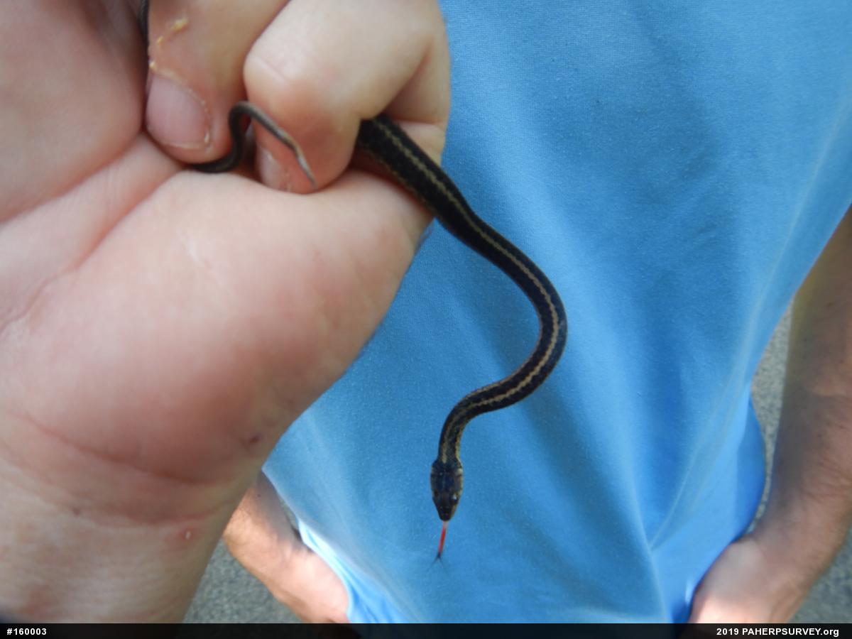 Eastern Gartersnake