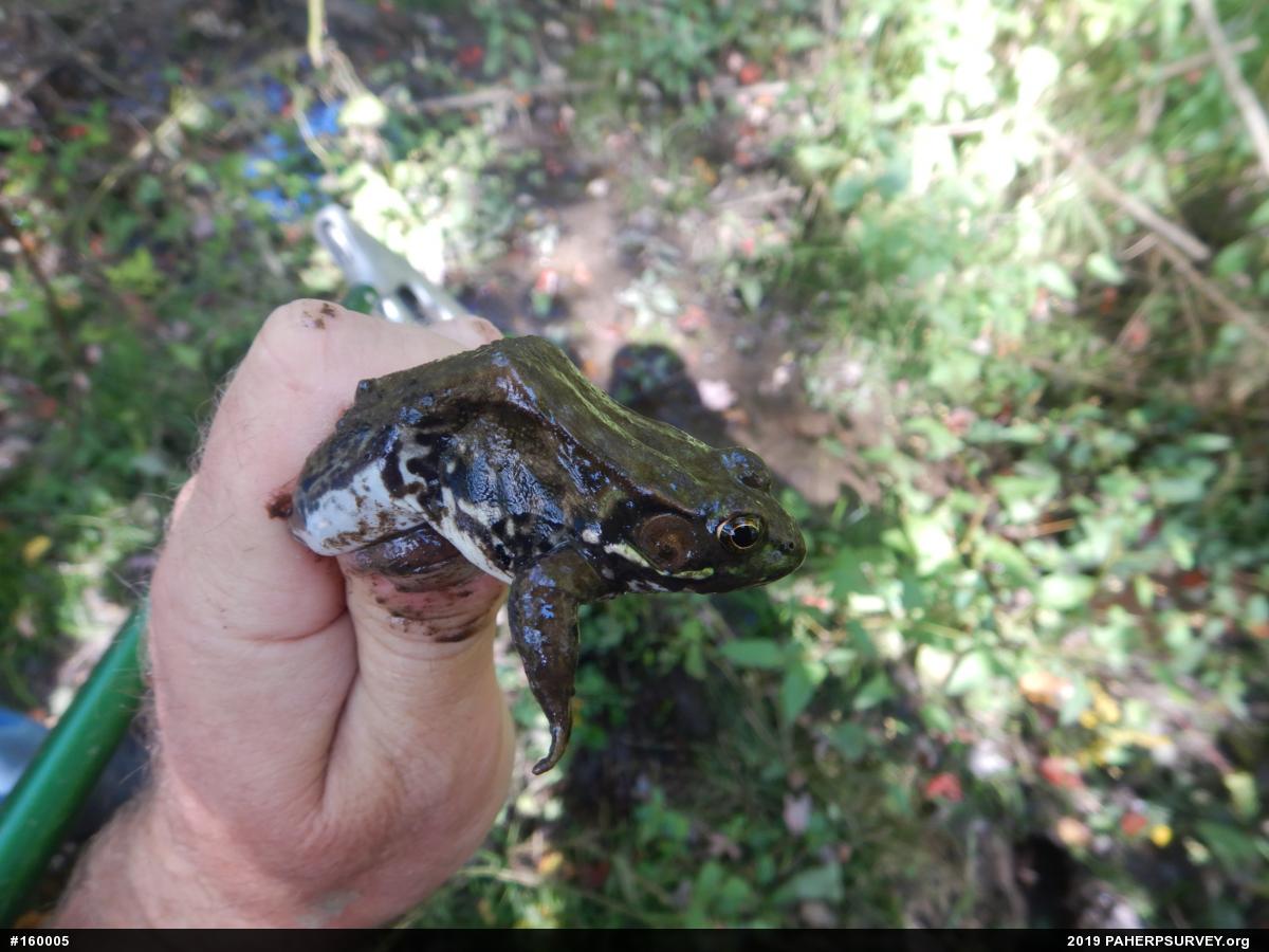Green Frog