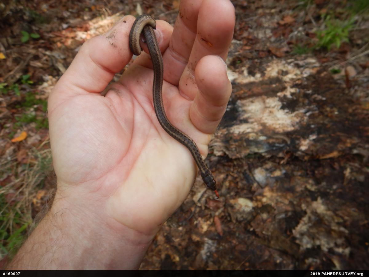 Eastern Gartersnake