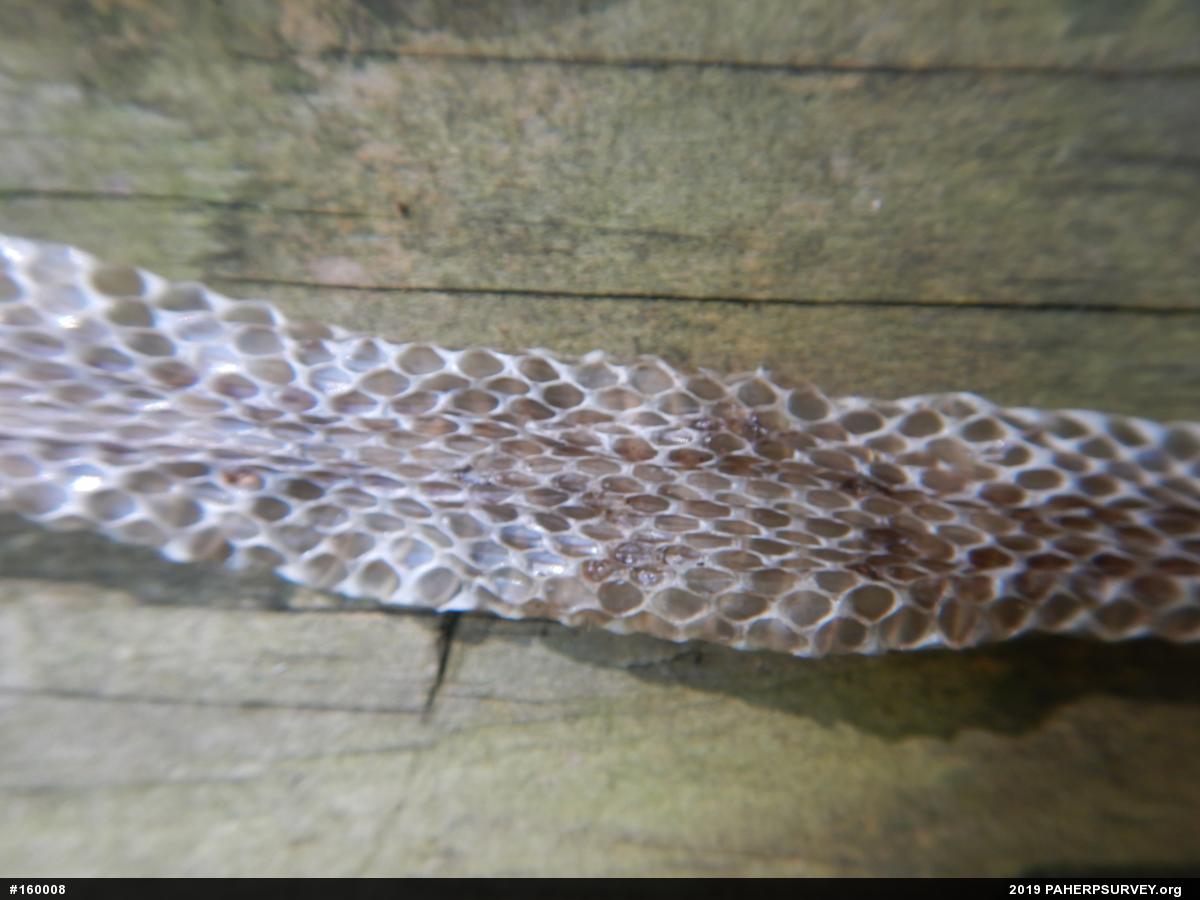 Eastern Gartersnake