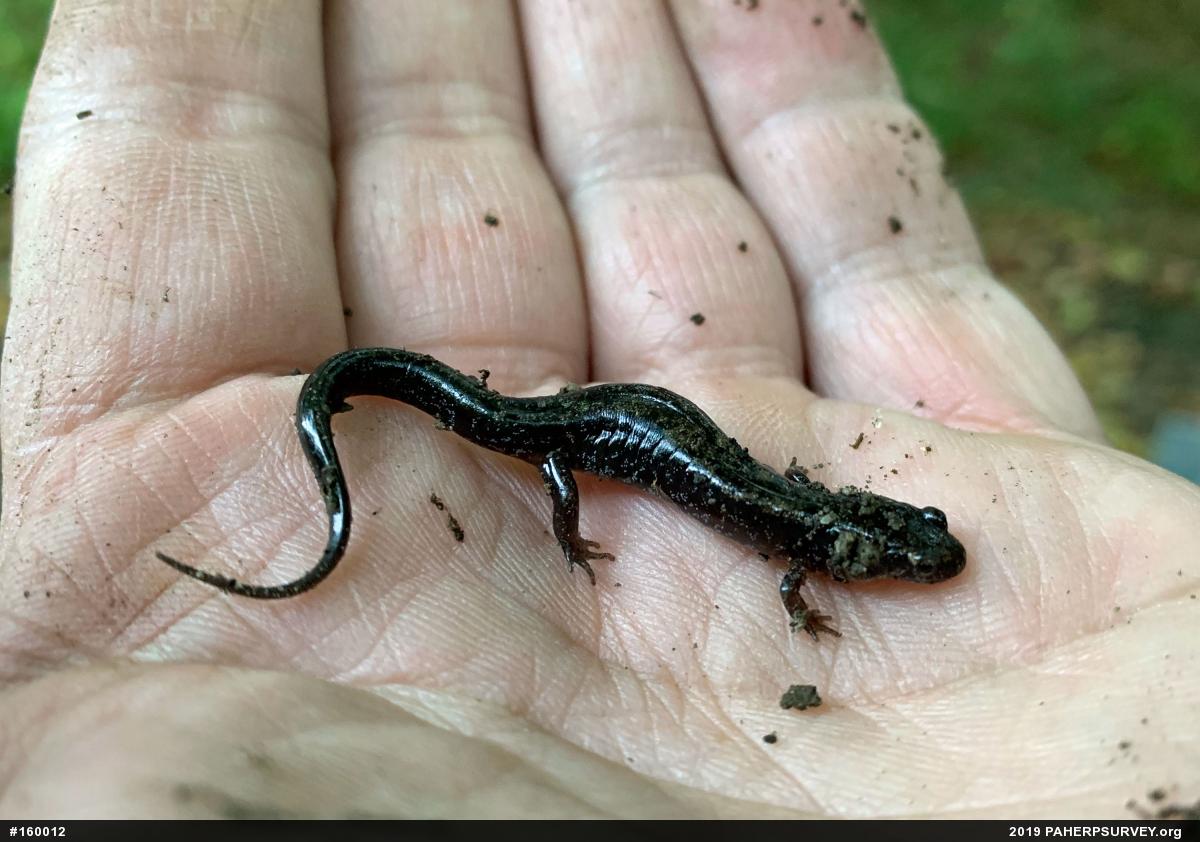 Allegheny Mountain Dusky Salamander