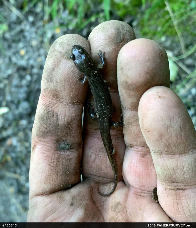 Northern Dusky Salamander