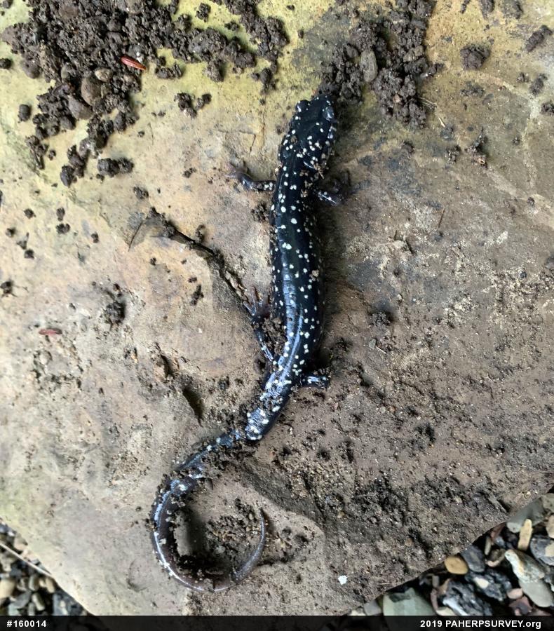 Northern Slimy Salamander
