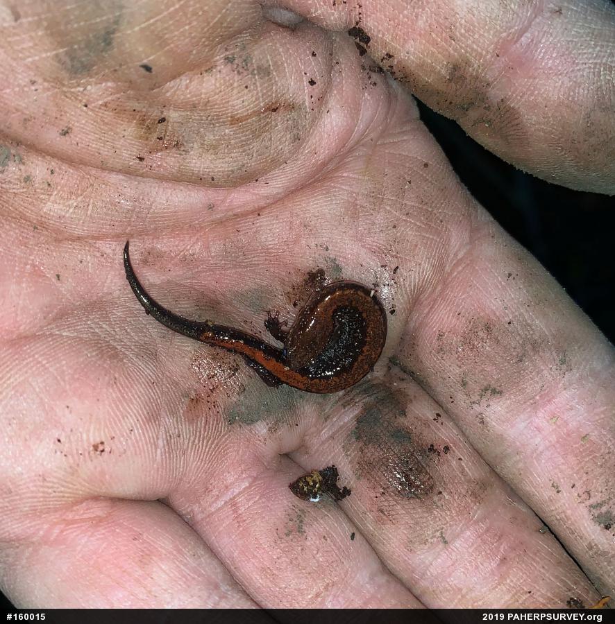 Eastern Red-backed  Salamander