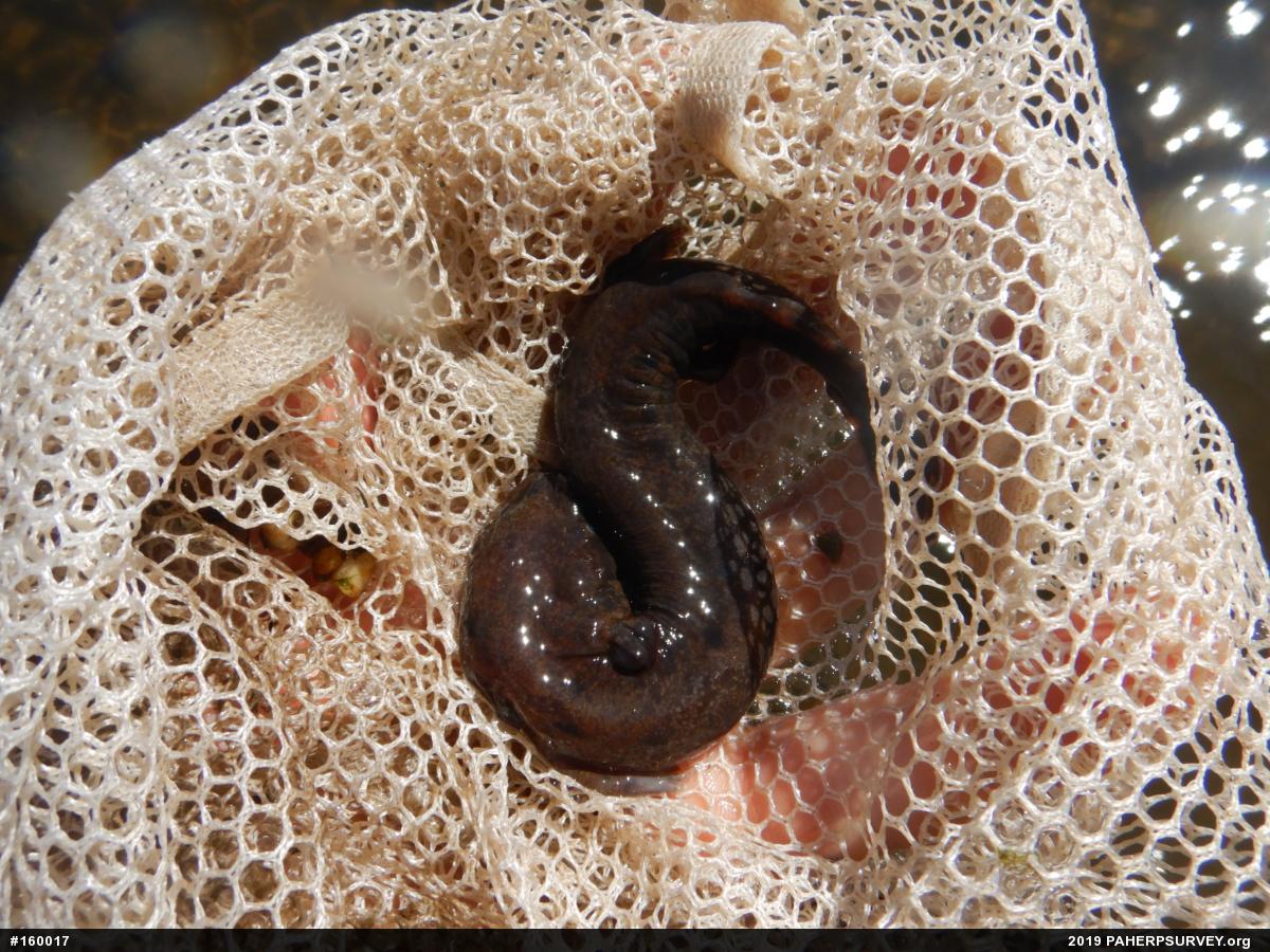 Common Mudpuppy