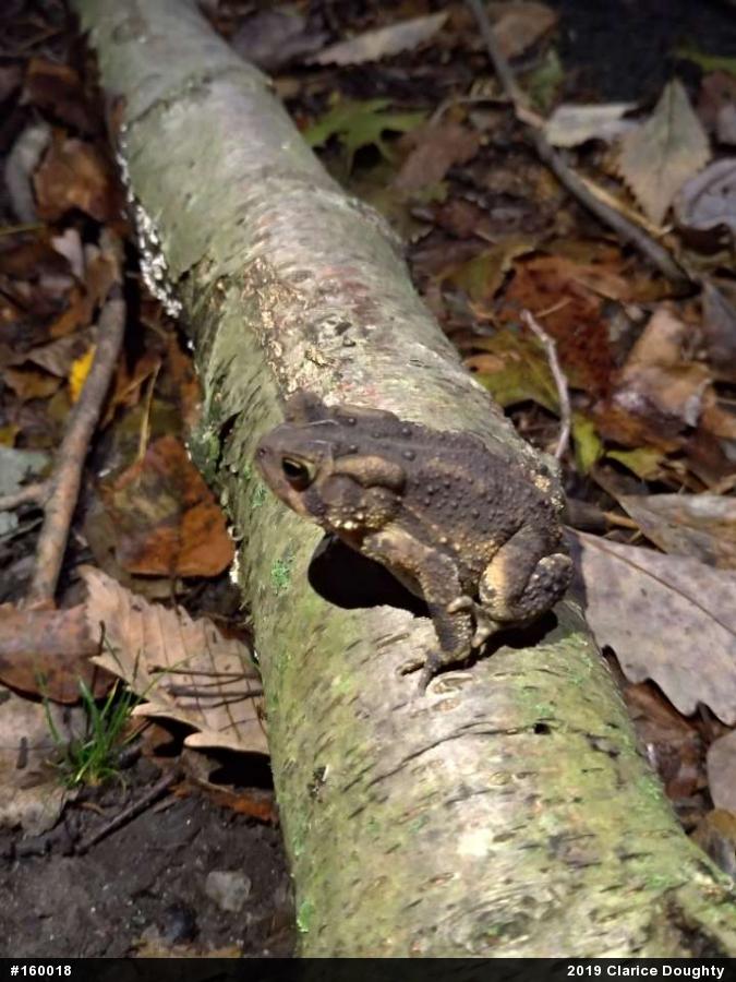 Eastern American Toad