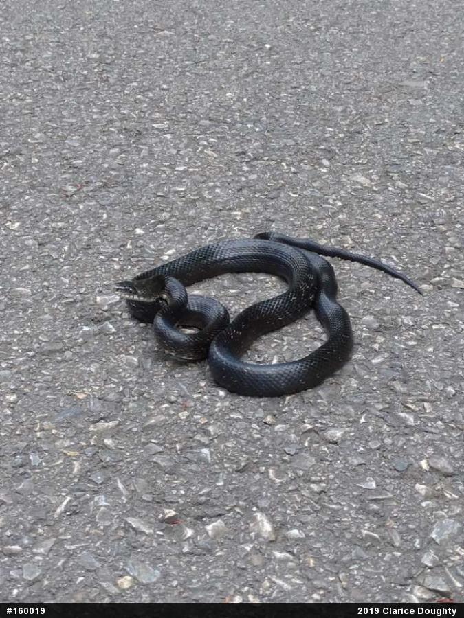 Eastern Ratsnake