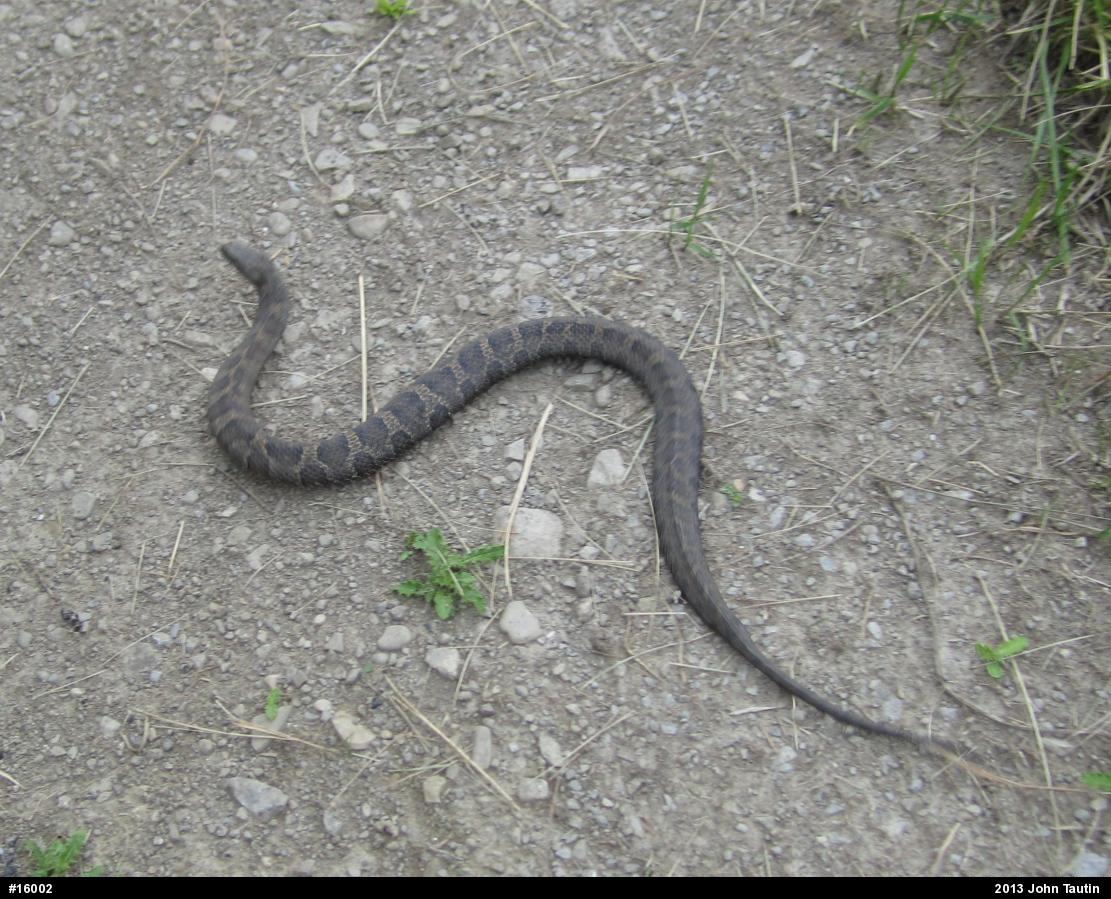 Northern Watersnake